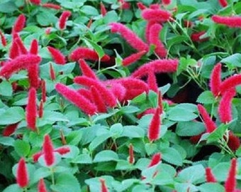 LIVE PLANTS Acalypha (Chenille Firetail), Cat Tail Plant, Exotic and Gorgeous in a hanging basket, window boxes and beds and house plants
