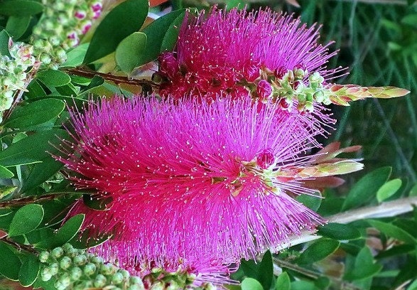 Callistemon violaceus 100 seeds Purple Bottlebrush magenta