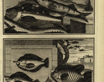 1725 Very Rare Antique Original Engraving of Ambon Islands fish of Indonesia