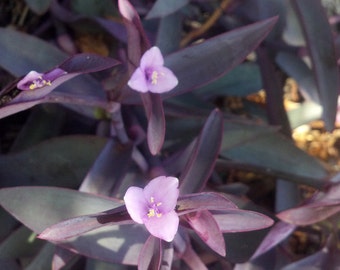 FIVE (5)Purple Queen/Purple Heart Tradescantia pallida cuttings Fairy Garden