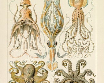 Ernst Haeckel Octopus and Squid Poster - Vintage Ocean Art Print - Vintage Wall Art - Museum Quality