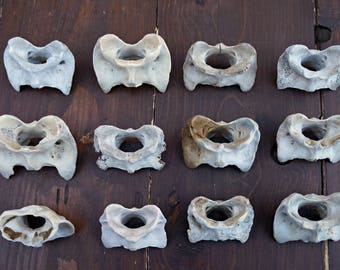 Goat Atlas Bones , Real Animal Vertebrae , Real Bone Jewelry Supplies , Naturally Cleaned Atlas Bone , Macabre Art Supplies , Skeletal Parts