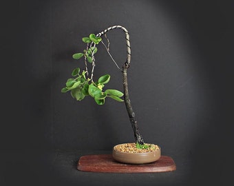 Fuyu Persimmon bonsai tree, Fruits of Japan Collection from LiveBonsaiTree"