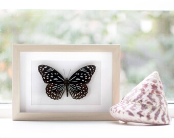 Real framed butterfly: Tirumala septentrionis // black & white-blue butterfly