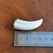 SINGLE extra small WARTHOG TUSK