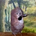 SALE Vintage Taxidermy Bird Jay Magpie