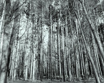 Tree Trunks Black and White Digital Photo
