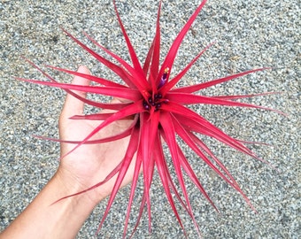Tillandsia Brachycaulos Air Plant