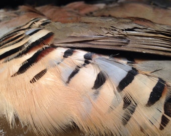 Wild Chukar Partridge -- Skin -- Pelt -- Hide -- Free Shipping