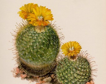 Vintage Cactus Print Botanical Print Cactus Illustration Flower Wall Art Cottage and Desert Decor Gift for Wedding Birthday Anniversary 3502