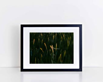 Fine Art Wall Decor Floral Print: Spring Daffodils (12" x 10")