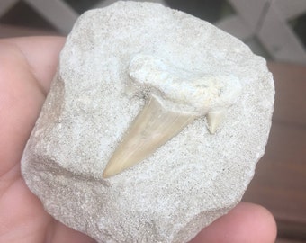 Fossilized Shark Tooth in Matrix