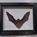 FLYING BAT