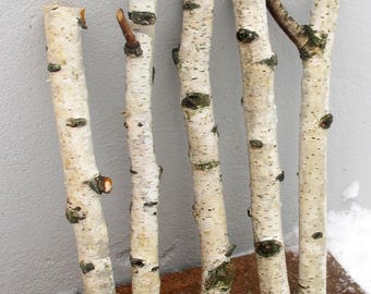 5 Natural Birch Branches 20 or 25 mm, Birch Sticks 13.5", Birch Wood Logs, Natural Decor, Forest Supplies