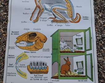 School poster double sided MDI 1966 vintage