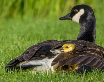 Digital Download: Canada Goose and gosling photo