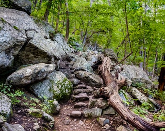 Rocky Path, Photographic Print, Forest Photo, Boulder, Rock Path, Moss, Stairway to Heaven, Vernon, New Jersey, summer photography