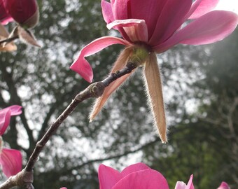 Tulip Tree Wall Art