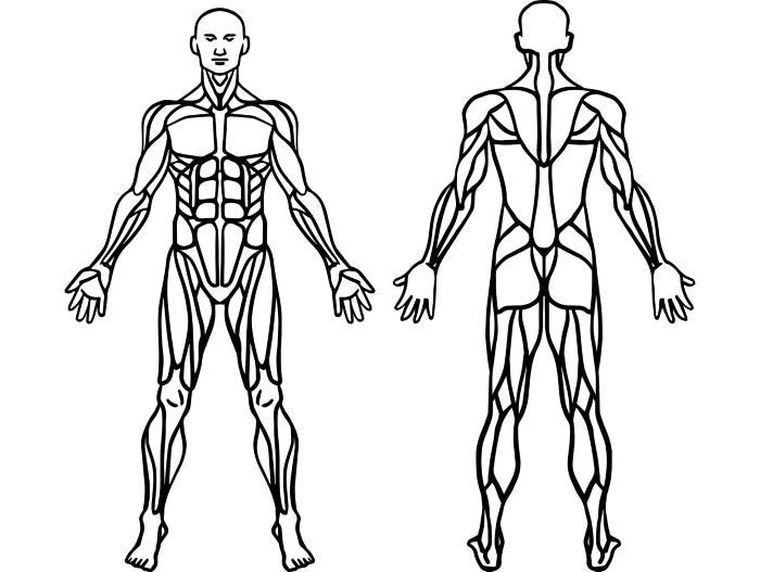 Male Human Body Muscular Muscle System 1 Bodybuilding