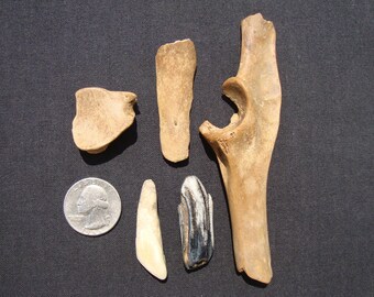 Collection of animal bones-animal Fossil bones-Animal Teeth-Rare Beach finds