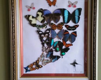 Framed Butterflies Butterfly Display Mounted Wall Art Bouquet Of Real Handmade Arrangement Framed Butterflies Butterfly Display Mounted Wall Art Bouquet Of Real Handmade Arrangement