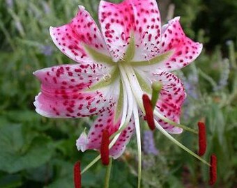 True Lily Bulbs, Lily Flower, (Not Lily Seeds), Flower Lilium Bulbs -1 Bulbs Pinkw