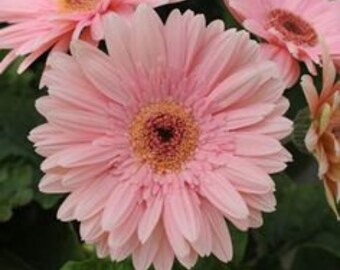 ADGR) REVOLUTION Pale PEACH Gerbera Daisy~Seed!!~~~~~A Pastel Lovely!