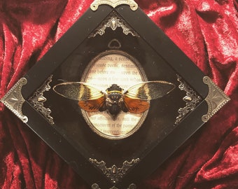 Cicada specimen in ornate shadowbox