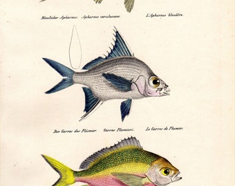 1836 Antique Fish Print Yellowtail Mojarra Brodtmann Fish Print Schinz Folio Pl 39