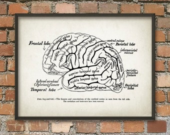 Brain Anatomy Print - Cognitive - Computational - Neuroscience - Neurolinguistics Wall Art Poster - Human Brain Anatomy Science Poster