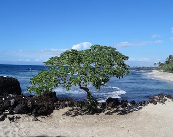 Big Island Beach