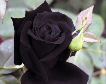 Heirloom 100 Seeds Deep Purple Maroon Rose Garden Roses RARE Double Perennial Flower B3018