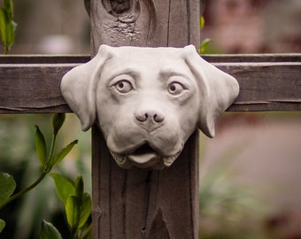 Labrador Retriever Looking Left