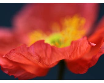 Nature Photograph - Floral Art - Flower Photograph - Pink - Fiery #7 - Fine Art Photograph - Alicia Bock - Botanical - Poppy - Oversized