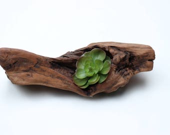 Succulent Holder, Driftwood Art, Driftwood Decor, Driftwood Planter, Driftwood Succulent Planter, Driftwood Succulent Centerpiece