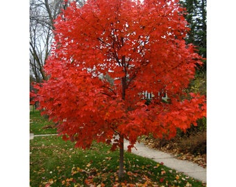 Autumn Blaze Maple, 2 Gallon Potted Plant, Scarlet Red Leaves, Tree of The Year, 5-6 Feet Tall, Healthy, Strong Roots, Beautiful Fall Color