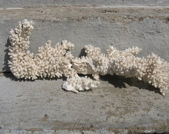 natural white coral 3 pieces natural home decor beach house seaside natural world