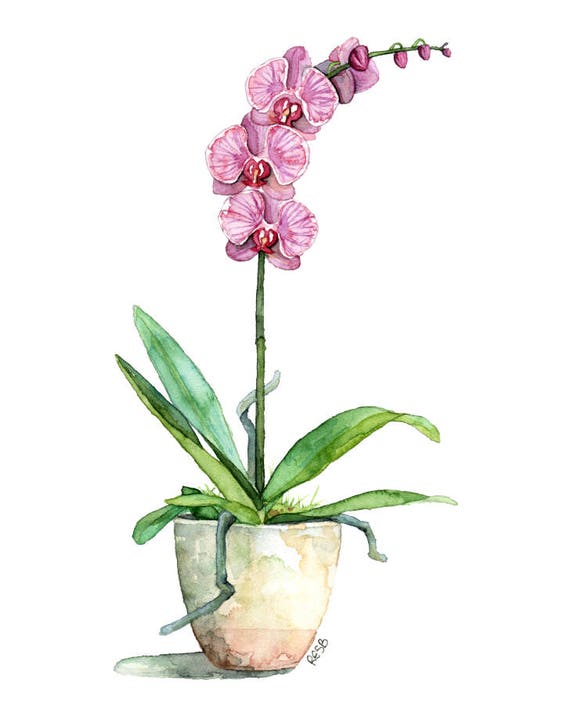 Watercolor Orchid Painting Print titled Fuchsia