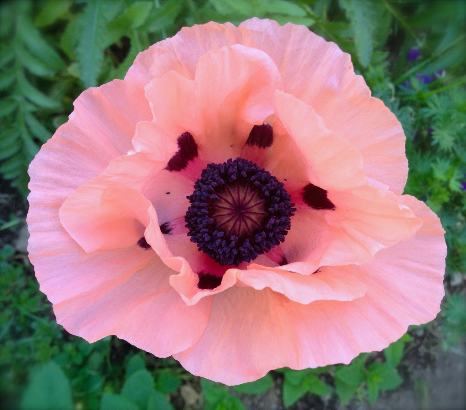 Pink Oriental Poppy Perennial Heirloom Seeds Very Rare Variety