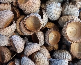 Bulk Acorn Caps, 12 ounce bag of cleaned, baked acorn caps for crafts, display, art, and more, natural materials, oak caps, acorns