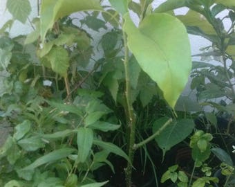 White Champaca 1 to 2 Feet Tall Airlayer Tree Ship in 1 Gal Pot