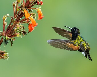 Hummingbird Photo, Hummingbird Print, Nature Print, Fine Art Print, Bird Picture, Bird Photography, Wall Art, Art, Black-bellied Hummingbird
