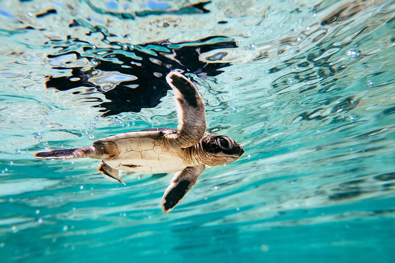 Baby Green Sea Turtle in Borneo Baby Sea Turtle Photo