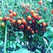 Baby Tomato 10 seeds, over 1000 fruits on one plant!!! Tomato under 1 cm