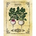 Vintage Radish Seed Packet Digital Download Transfer Clip Art; 1004