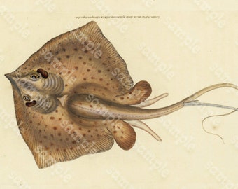 Original Antique Natural History Fish engraving Edwards DONAVON Natural history
