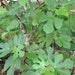 25 fresh fig leaves ( NO Plant, Leaves Only ), ficus carica Leaves- 5 To 6 Inches -m179