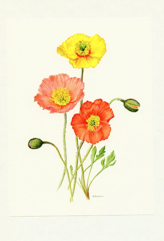 Iceland poppy flower wall art 1972 Vintage poppy botanical art