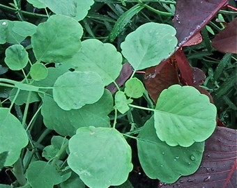 Papalo - Porophyllum ruderale - medicinal herb - SEEDS
