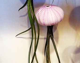 Hanging Jellyfish Butzii Air Plant, Air Plants for Sale, Jellyfish Air Plant, Unique Gift, Airplants